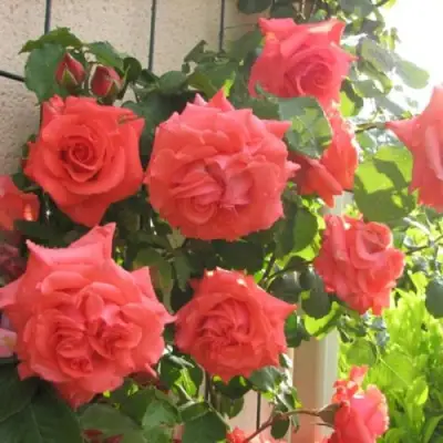 Роза ДИ ДИ БРИДЖУОТЕР плетистая в Гомеле