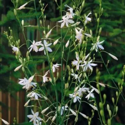 Венечник ветвистый в Гомеле