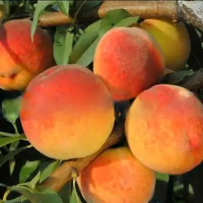 Персик РОЯЛ ВИ в Гомеле