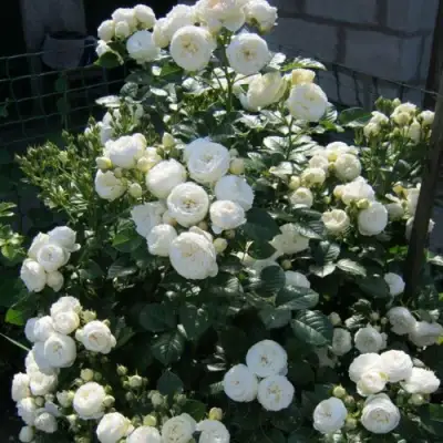 Роза АРТЕМИС шраб в Гомеле