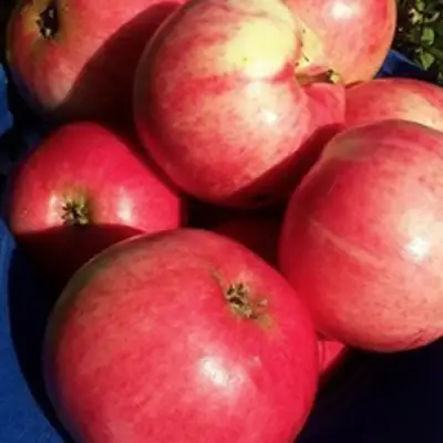 Яблоня СУЙСЛЕПСКОЕ (МАЛИНОВКА) в Гомеле