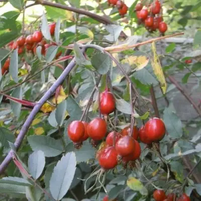 Роза сизая в Гомеле