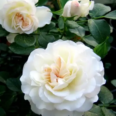 Роза ВАЙТ МЕЙДИЛАНД почвопокровная в Гомеле