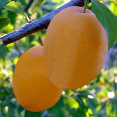 Слива НАТАША в Гомеле