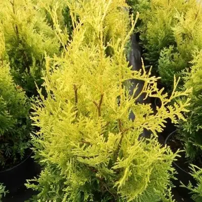 Туя ГОЛДЕН БРАБАНТ западная в Гомеле