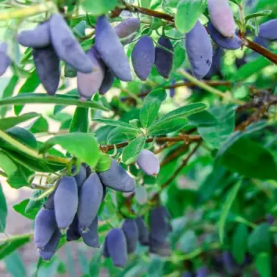 Жимолость съедобная БЛЮ БАНАНА (ГОЛУБОЙ БАНАН) в Гомеле