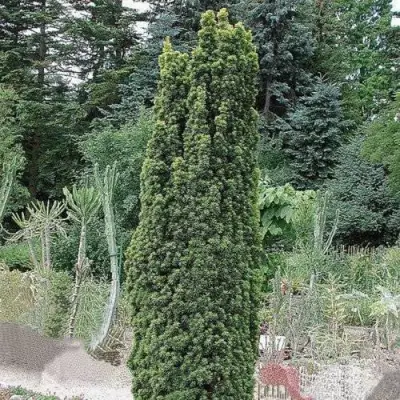 Тис ФАСТИГИАТА РОБУСТА  ягодный  в Гомеле