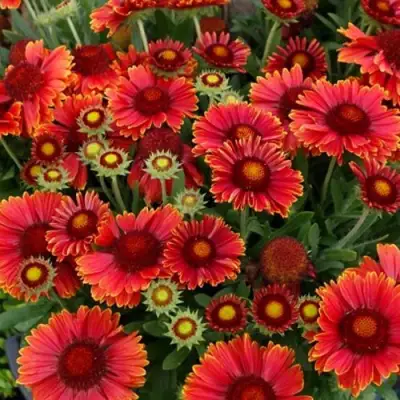 Гайлардия АРИЗОНА РЕД ШЕЙДС в Гомеле