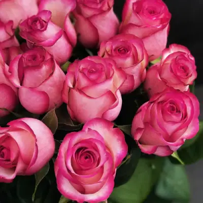 Роза КАРУСЕЛЬ чайно-гибридная в Гомеле