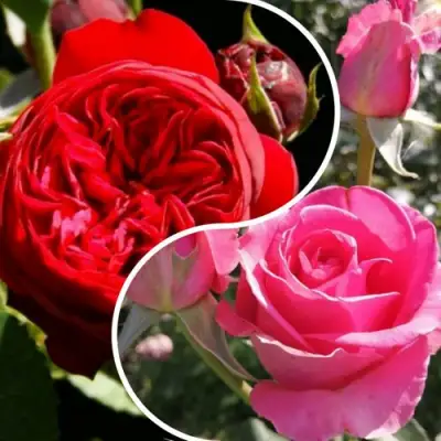 Комплект РОМАНТИЧЕСКИЙ БУКЕТ в Гомеле