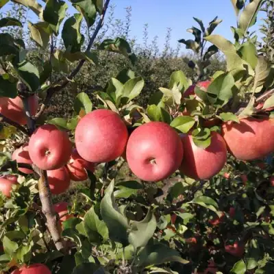 Яблоня ЧЕМПИОН РЕНО в Гомеле