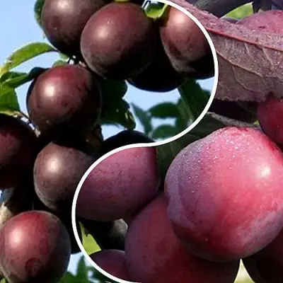 Комплект ИЗЮМИНКА САДА в Гомеле