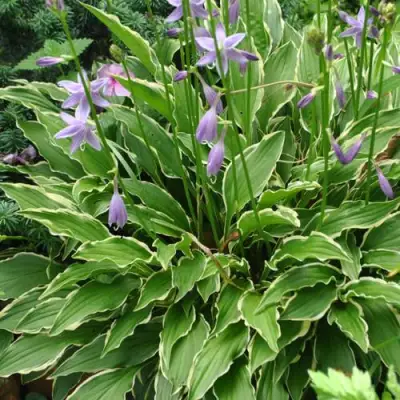 Хоста СТИЛЕТТО гибридная в Гомеле