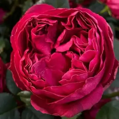 саженцы розы РАСПБЕРРИ ЭЛЕГАНС