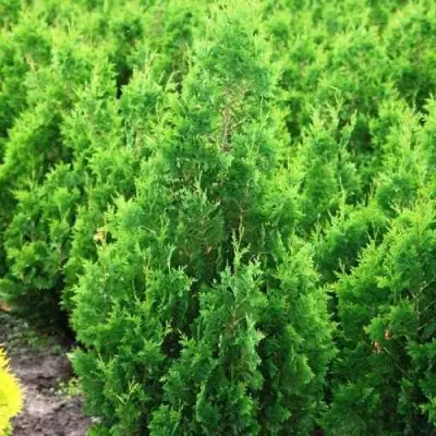Туя СПИРАЛИС западная в Гомеле