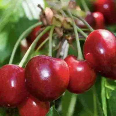 Дюк ИГРУШКА в Гомеле