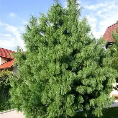 Сосна гриффита в Гомеле