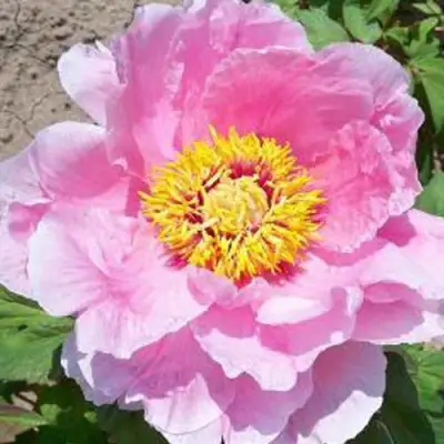 Пион МАРАМАЦУ-ЗАКУРА древовидный в Гомеле