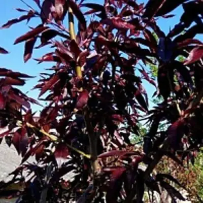 Персик БУРГУНДИ краснолистный в Гомеле