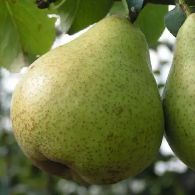 Груша ПЛАТОНОВСКАЯ в Гомеле