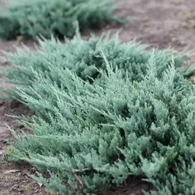 Можжевельник БЛЮ ЧИП горизонтальный  в Гомеле