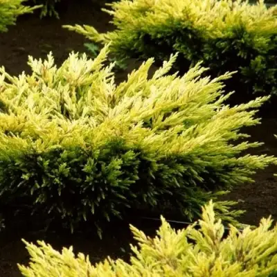 Можжевельник ЛАЙМ ГЛОУ горизонтальный  в Гомеле