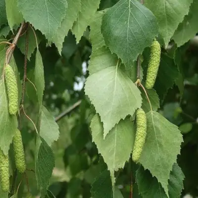 Береза бумажная в Гомеле