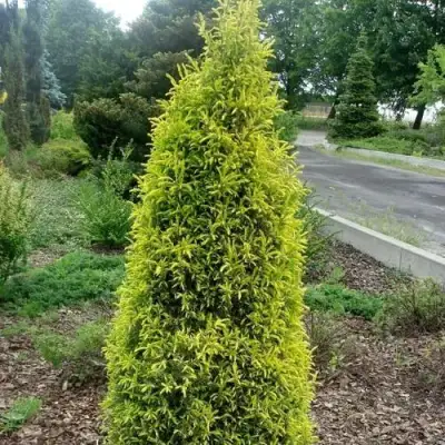 Можжевельник ГОЛД КОН обыкновенный в Гомеле