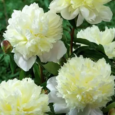 Пион ЛАУРА ДЕСЕРТ травянистый в Гомеле