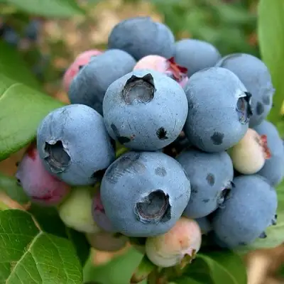 Голубика КОЛЛИНЗ в Гомеле