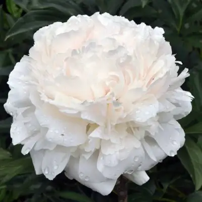 Пион БРАЗЕР ЧАК травянистый в Гомеле