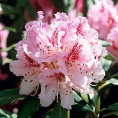 Рододендрон ЧИР в Гомеле