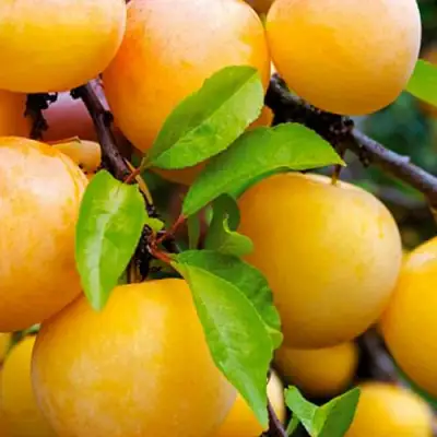 Слива МЕДОВАЯ ЖЁЛТАЯ в Гомеле