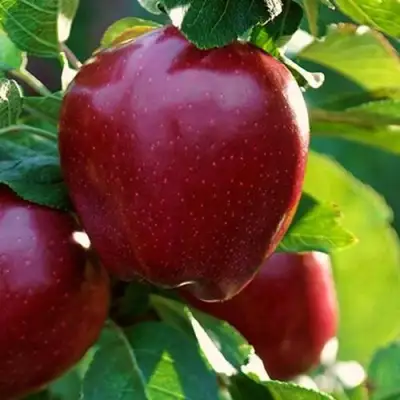 Яблоня РЕД ЧИФ в Гомеле