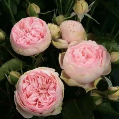 Роза ЧАРМИНГ ПИАНО спрей в Гомеле