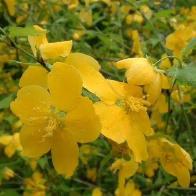 Керрия японская ГОЛДЕН ГИНЕЯ в Гомеле