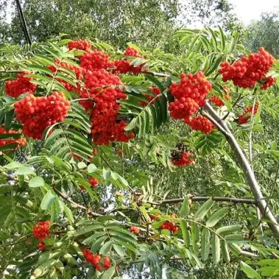 Рябина САХАРНАЯ ПЕТРОВА сладкоплодная в Гомеле