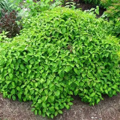 Дерен КЕЛСЕИ шелковистый  в Гомеле