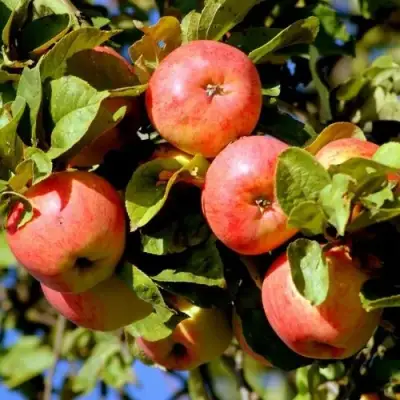 Яблоня ЯБЛОЧНЫЙ СПАС в Гомеле