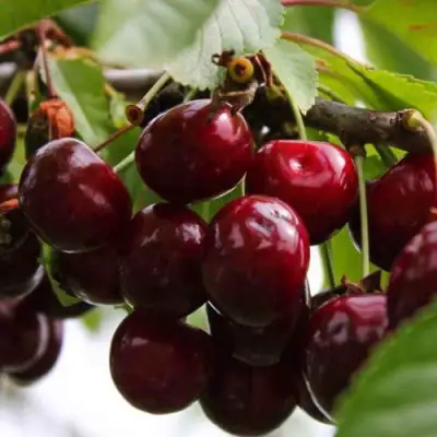 Вишня НОВОДВОРСКАЯ в Гомеле