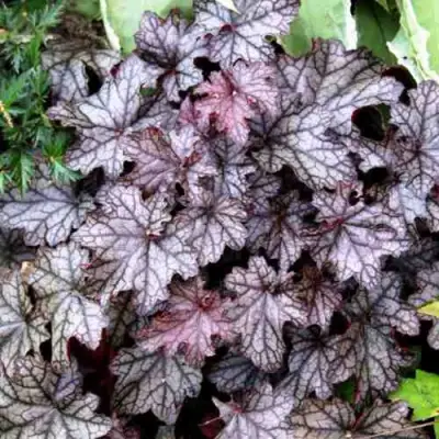 Гейхера ШУГА ФРОСТИНГ в Гомеле