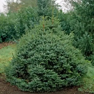 Ель НАНА сербская в Гомеле