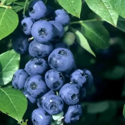 Голубика НОРТ КАНТРИ в Гомеле