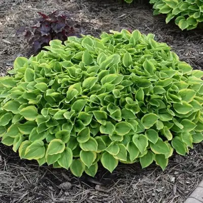 Хоста ГОЛДЕН ТИАРА в Гомеле