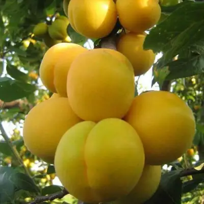 Слива ЛОДВА в Гомеле