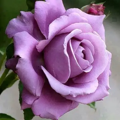 Роза МАЙЗЕР чайно-гибридная в Гомеле