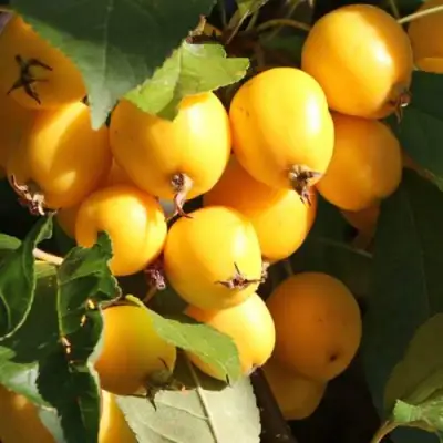 Яблоня ГОЛДЕН ХОРНЕТ декоративная в Гомеле