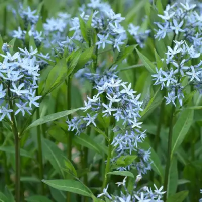 Амсония иволистная в Гомеле