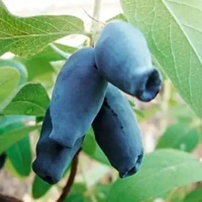 Жимолость съедобная АМФОРА в Гомеле