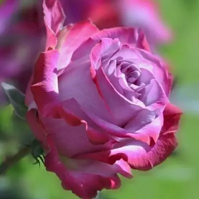 Роза ДИП ВОТЕР чайно-гибридная в Гомеле